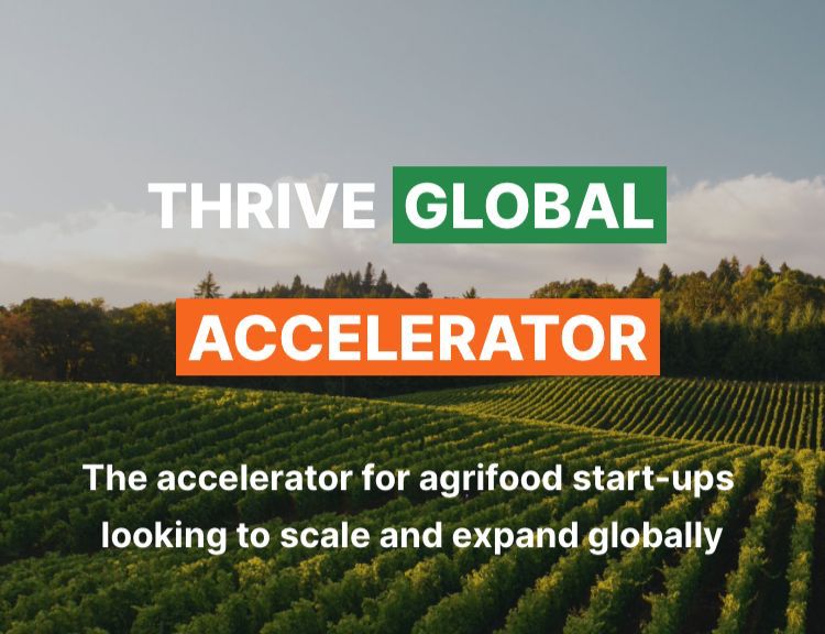 Ideas & Innovation: THRIVE Global Accelerator program 2023